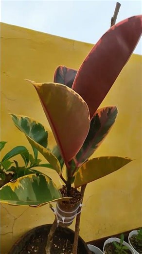 Marcotting ruby rubber plant #rubbertreeplant #plants #plantito