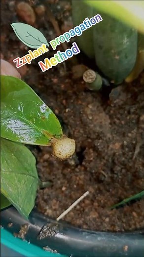 zz plant propagation method easy to try #zz plant#propagation