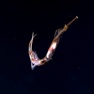 This long-armed squid is mesmerizing to watch. | Insider Tech