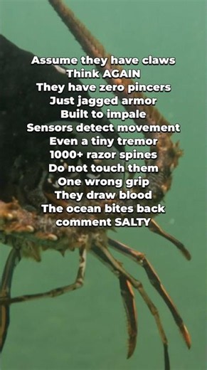 Spiny Lobster - The Armor That Draws Blood