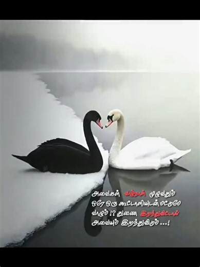 True Meaning of Loyalty and Love – Short Edit
