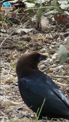 The Brown-Headed Cowbird | Nature’s Brood Parasite Explained! 🐦 #BrownHeadedCowbird #facts