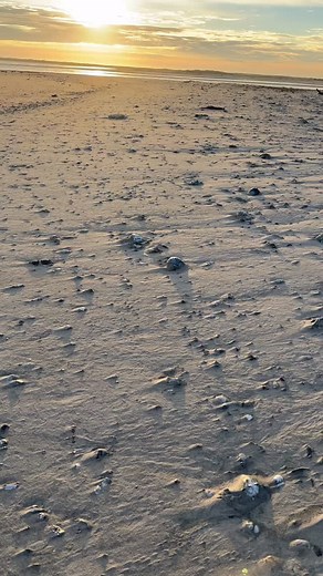 Whelk shell hunting - Assateague Island Va OSV 11/8/25 . #shell #shellsofinstagram #seashells #seashellsofinstagram #beachvibes #beachcombing #beachcombingfinds #shellcollection #shellcollector #cool #whelk #yeahsciencebeach #calming #relax #relaxing #shells #beach #shelling #esva | Acid Whelk