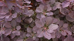Closeup of a red colored plant called European Smoke Bush (Cotinus coggygria) with raindrops