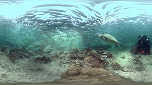 4.1M views · 644 reactions | Immerse yourself in BBC Earth's amazing 360° video of a coral reef. Can you spot the turtles?  #OurBluePlanet | BBC | Facebook
