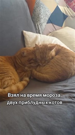 #кот #зима
