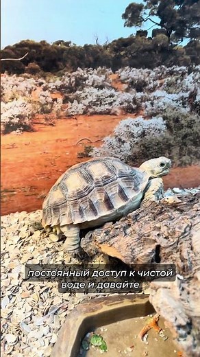 HOW to care for a spurred tortoise?