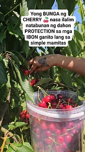 Harvesting cherry 🍒 is amazing interesting #highlightseveryone #followerseveryone #CHERELYHAUCK #europe #germany #adsonreels | Hauck L Cherely