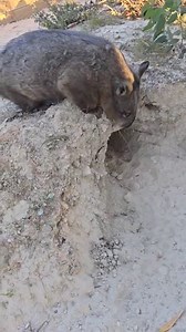 This is a longer video of us relocating one of our blind wombats Ali, into another, newly created part of our current sanctuary. Ali came into care last year when she was found running in circles in a lady's horse paddock. We took Ali to see a veterinary ophthalmologist who confirmed she has detached retina's and is permanently and irreversibly blind. Ali has been living with me in our special needs sanctuary and she's a very capable wombat. However, lately she's been wanting to move to bigger b