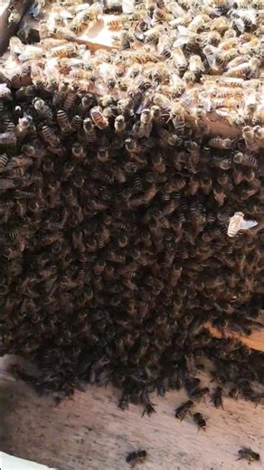 New swarm install in scientific box #beekeeping #at #home