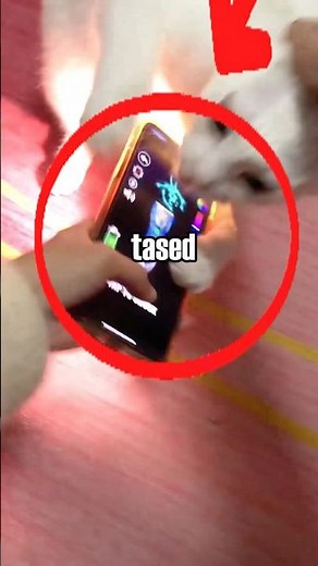CAT GETS TASED BY OWNER #shorts
