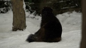 Download Video of Wolverine in zoo for free
