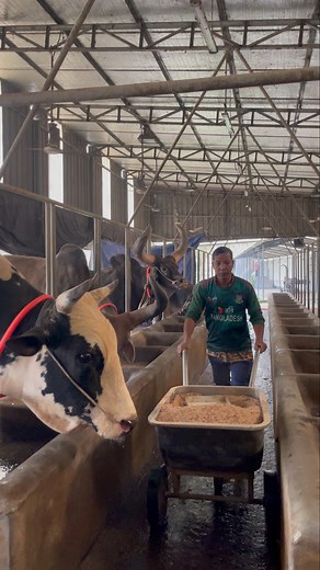Feeding the monster Holstein bull.#holstein #bull #feeding #feed