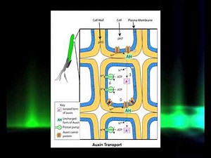 Auxins History, Biosynthesis and Role in Plant Growth