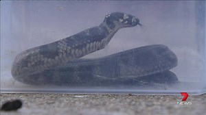 Some of the world's deadliest snakes could be on the loose in Adelaide's southern suburbs. STORY: http://yhoo.it/1Q2nv1T #Reynella #7News | 7NEWS Adelaide