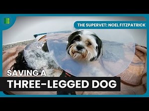 The Supervet Transforms a Three-Legged Dog’s Life | The Supervet