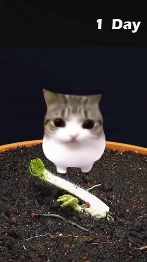 Meowpin: Get Ready to Laugh!
