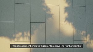 Adjust Plant Placement Sunlight
