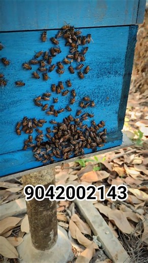 🐝Honey Bee box......#honey #bee #beeproducts #youtubeshorts #trending #shortvideo #smhoney #palacode