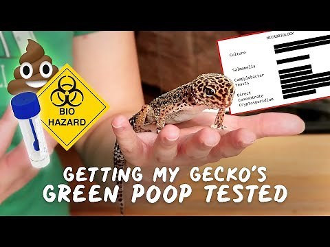 Leopard Gecko GREEN POOP Tested + RESULTS 😨