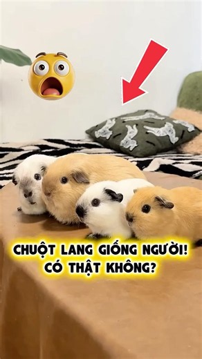 Chuột Lang Biết Bắt Chước Con Người Sao? 🐹🤯😂