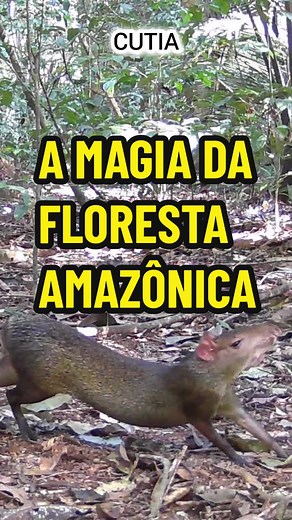 A Magia da Floresta Amazônica: Vida Selvagem em Um Minuto