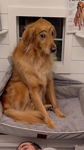 My dog shaved my head! #dog #goldenretriever | Aguyandagolden