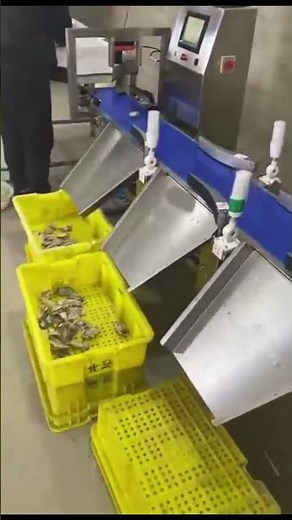 Oyster visual sorting machine #dahang #weightmachine