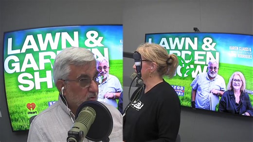 Absolutely love this question about growing bluebonnets in containers! 🌸 Yes, you CAN grow our beautiful Texas state flower in pots! The key is understanding those tough little seed coats - they're like nature's armor protecting the precious plant inside.⁣ ⁣ What excites me most is how versatile this makes bluebonnet growing! You can start with pansies in fall, then switch to bluebonnet transplants come January or February. It's like having a seasonal flower rotation right on your patio!⁣ ⁣ The