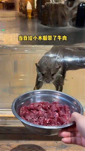 When The Otter Just Wants to Eat Meals, Then The Girl Teases Him Instead