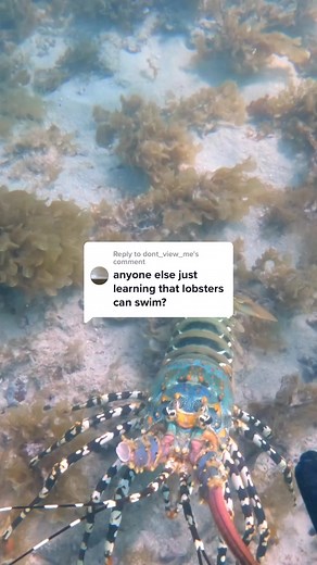 Why Do Lobsters Swim Backwards? Exploring Their Unique Survival Tactics