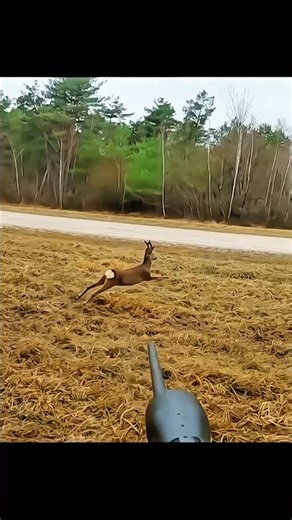 very good shot of whitetail deer hunting so close #hunting #deer #chasse #caccia #moose #chase