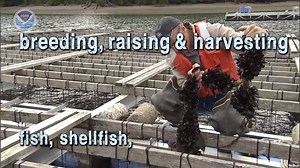 1.5K views · 32 reactions | What is aquaculture? Here's what you need to know in less than a minute. https://oceanservice.noaa.gov/facts/aquaculture.html #AquacultureWeek | National Ocean Service | Facebook