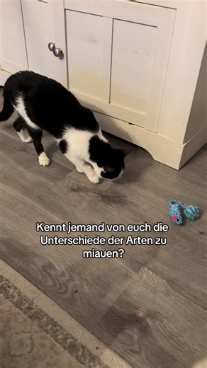 Warum Miauen Katzen auf verschiedene Arten?