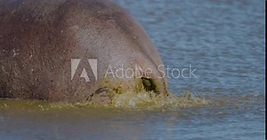 Slow motion close-up cropped view. Hippopotamus defecating in a river in the Okavango Delta.