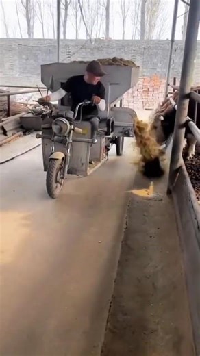 How We Feed 100 Cows in Minutes!