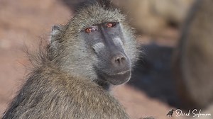 Chacma Baboon Dominance Calling Baboons give a loud 2-phase bark when a predator is sighted, particularly a lion or leopard. They usually become active around dawn and as they leave their roost the males use the same vocalisation to assert their dominance within the troop. This recording was made in Mashatu Game Reserve in the Tuli Block in Botswana where the troop spent the night in huge Nyala-trees (Xanthocercis zambesiaca) on the edge of the river and were slowly making their way down to the 