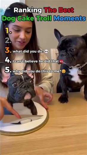 top Funniest Dog Moments with cake #shortvideo #viral #funny #funnyvideos
