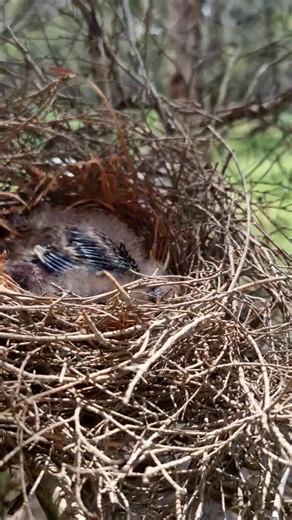 Red wattlebird babies #cute #birds | Nature's Eye