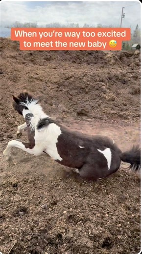 2.4M views · 40K reactions | Tula was SO excited to see the new baby 藍 #meriklewaters #wipeout #newbaby #quarterhorse #fblifestyle #horselife #petlovers #filly #funnyanimalvideos #equestrianlife | Merikle Waters Paints & Quarters | Facebook