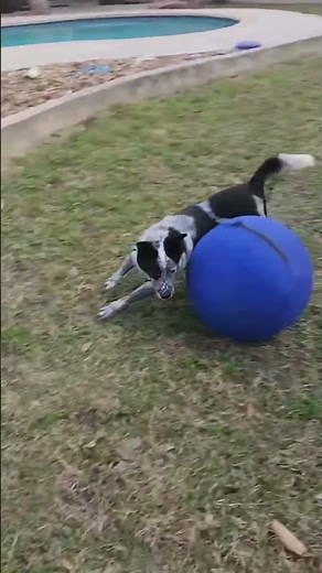 Ball herding, dogs LOVE this!18” Herding Ball for Dogs - Dog Herding Ball with Reflective Tape for I