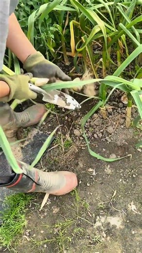 Harvesting Fresh Garlic Using a Hand Shovel Manually in a Vegetable Garden
