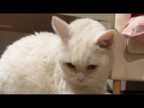 🔴Cat Live‼️🇯🇵Jan 19, 2026寝顔😴生配信 #live #cat #scottishfold #猫 #قطة #кот #kucing #बिल्ली #gato #고양이