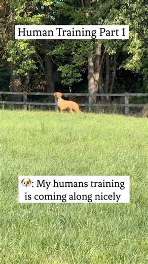 How to Train Your Human | Dog POV 🐾😂