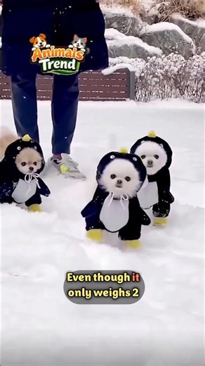 Introduction to the Pomeranian Dog 🤏