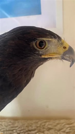 Trimming of beaks known as coping on a wet day. Its an opportunity to do some maintenance on the birds… Treacle the harris and jasper the buzzard look like new ☺️ falconry training course UK We offer a 4 day training course in all aspects of falconry from buying the right bird, training your bird, flying free and fitness, equipment making, and enclosure construction, bird maintenance and welfare. Open vouchers available BOOK NOW ☎️ 01473845345 📧 info@lavenhamfalconry.co.uk Website www.lavenhamf
