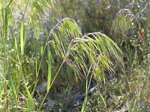 Bromus tectorum - Alchetron, The Free Social Encyclopedia