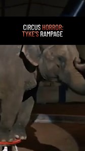 Why This Elephant Snapped! | How to Survive Show