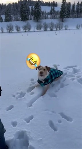 Snowball Battle Champion 🏆 Funny Dog Gets Pelted in the Snow #funnydog #goldenretreiver
