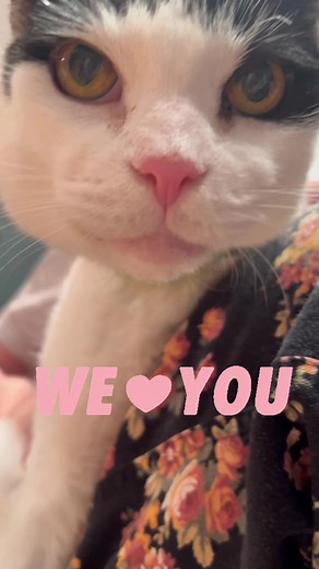 Steve’s e-tube routine, or keeping my bff hydrated & happy 💛💔 #etube #fuckcancer #anticipatorygrief #oralcancer #catcare